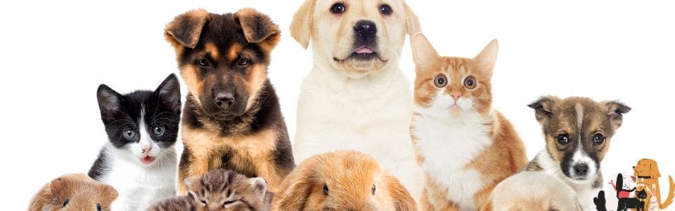 instagram pet theme pages